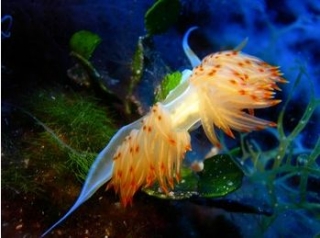  marine feathers 